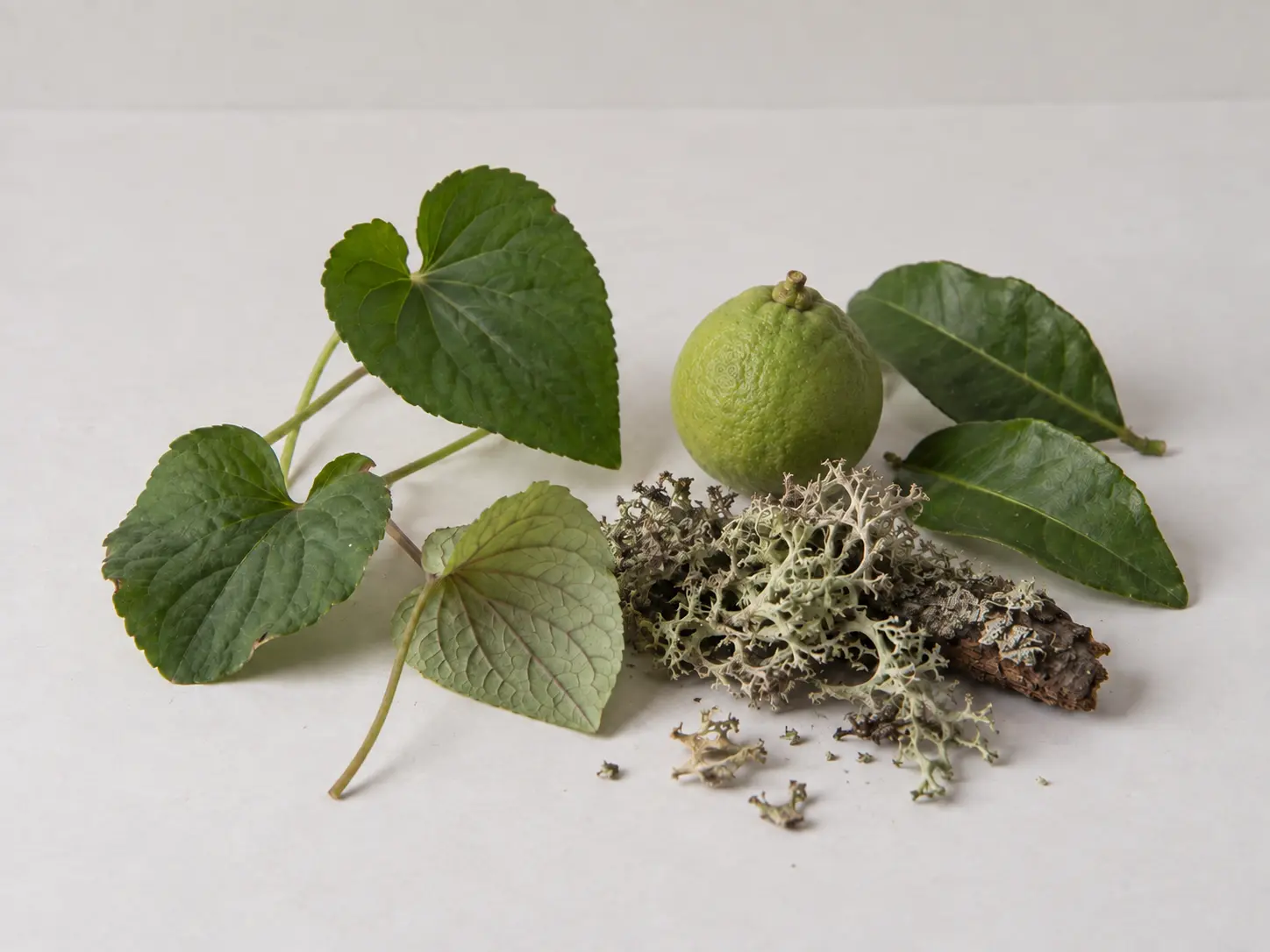 Gröna blad, lav och bergamott på ljus stenyta