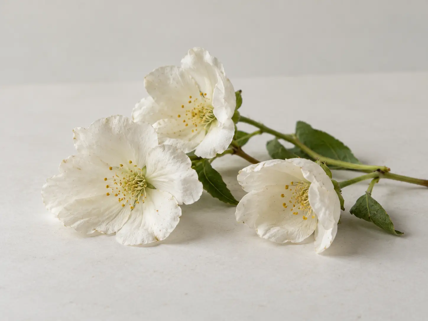 Tre vita blommor med gröna stjälkar på ljus yta