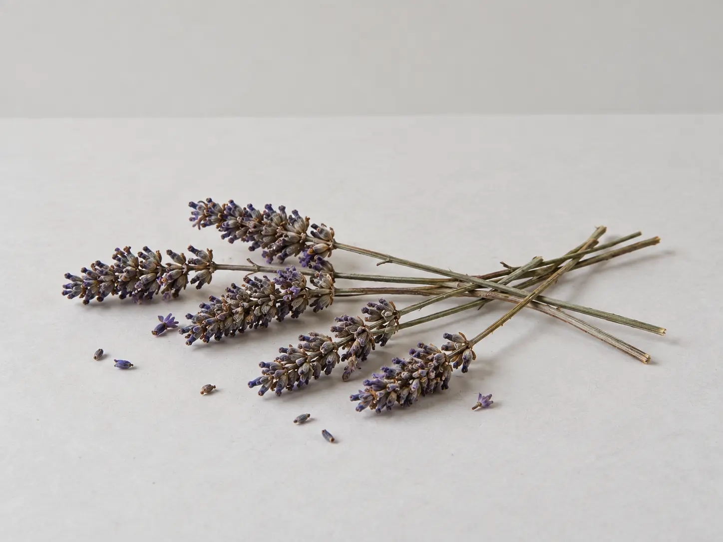 Torkade lavendelstjälkar och lösa blommor på ljus yta